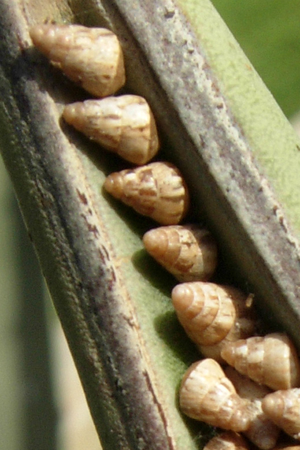 Da Creta: Hygromidae????